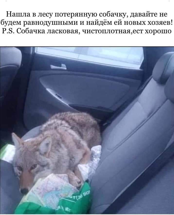 Нашла в лесу потерянную собачку давайте не будем равнодушными И найдём ей новых хозяев РЗ Собачка ласковая чистоплотнаяест хорошо