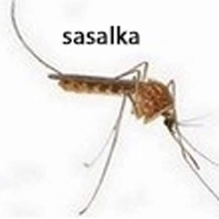 5а5а!ка
