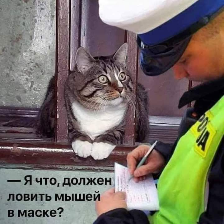 Я что должен ловить мышей в маске