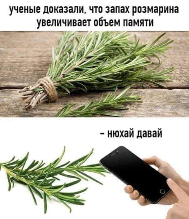 УЧЕНЫЕ ДОКЗЗЭПИ ЧТО ЗЗПЗХ розмарина УВЕЛИЧИВВЁТ ОБЪЕМ ПЗМЯТИ