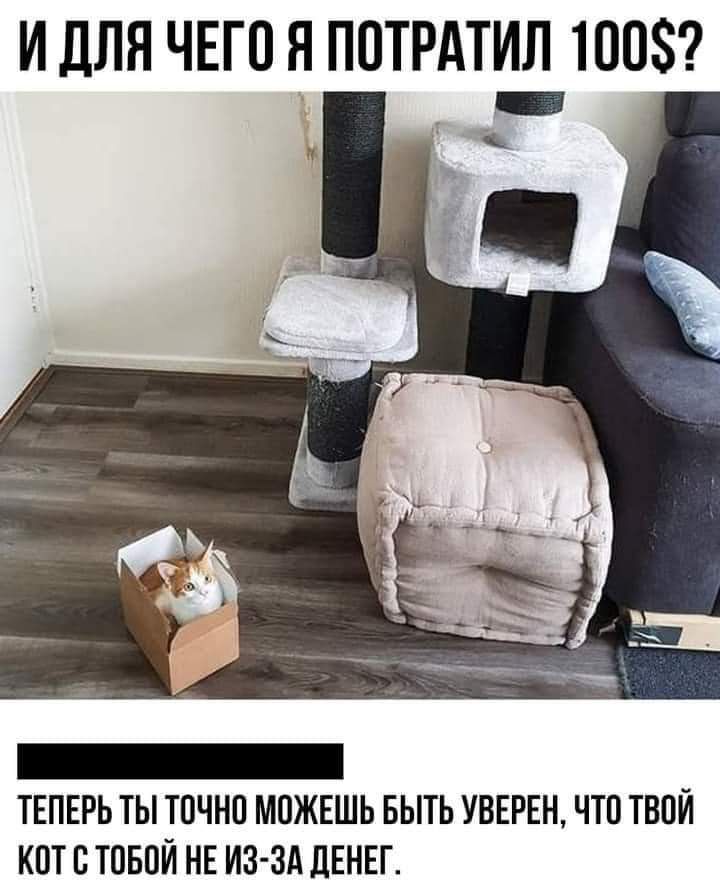 И для ЧЕГО Я ПОТРАТИЛ ТООЗ ТЕПЕРЬ ТЫ ТОЧНО МОЖЕШЬ БЫТЬ УВЕРЕН ЧТО ТВОЙ КОТ О ТОБОЙ НЕ ИЗ ЗА ДЕНЕГ