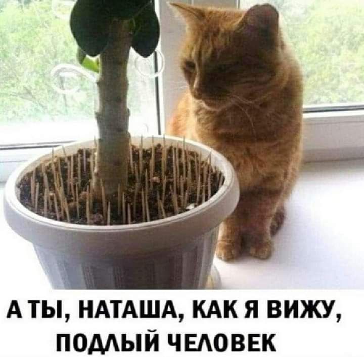А ты НАТАША КАК я вижу помый ЧЕАОВЕК