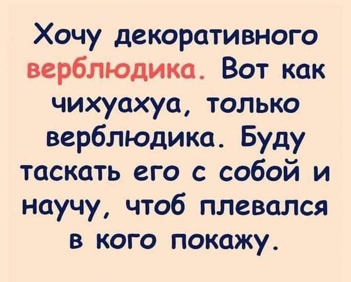Хочу декоративного верблюдика Вот как чихуахуа только верблюдика Буду таскать его с собой и научу чтоб плевался в кого покажу