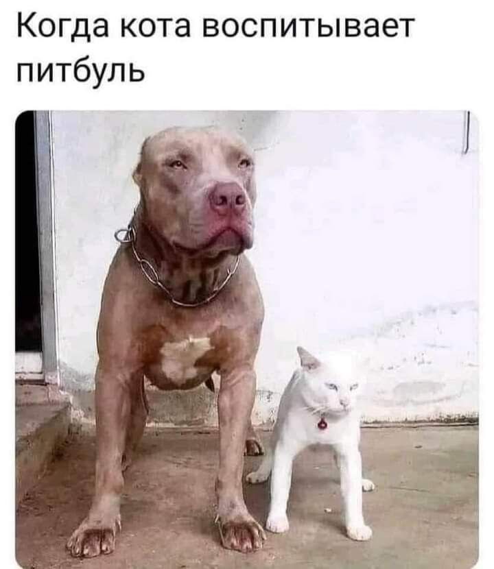 Когда кота воспитывает питбуль