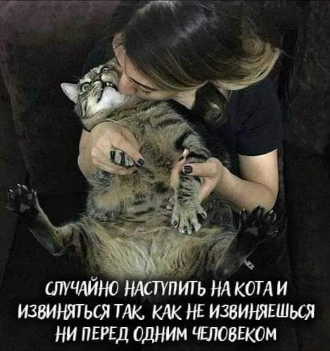 у ЛУИЙНО нлстуть НА кот и Извинягься ТАк КЖ НЕ Извинявшься ни перед одним гвюввком