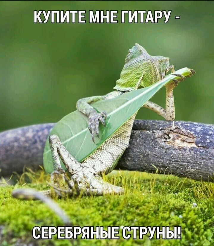 КУПИТЕ МНЕ ГИТАРУ 1 ы х С __СЕРЕБРЯНЗЫЕСТРУНЫ _ О