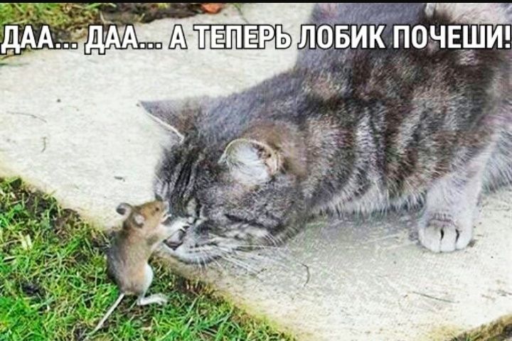 дАмАтвппвпрь кйонвш