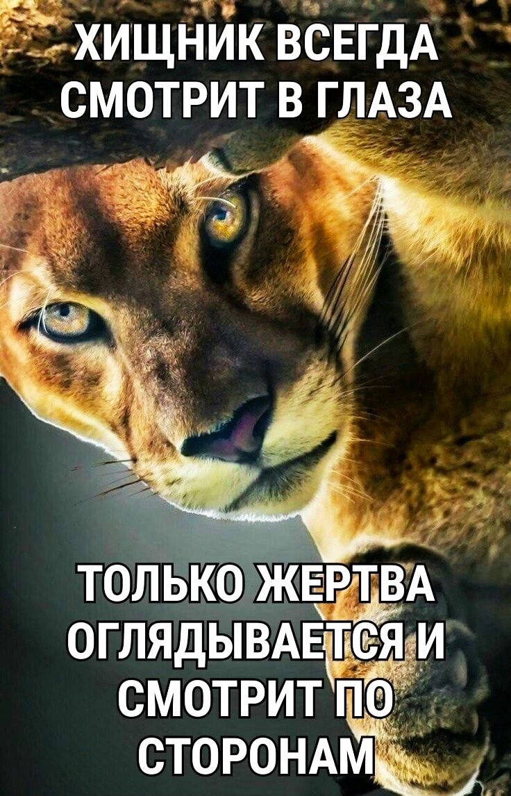 ЁЁ хищнйк вБЕгдА смотрит в ГЛАЗА с _т тгЪ м топазтд оглядывд тсяти смотрит сторондмщ А