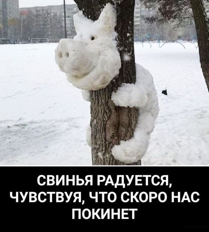 свинья РАДУЕТСЯ чувствуя что скоро ндс покинвт