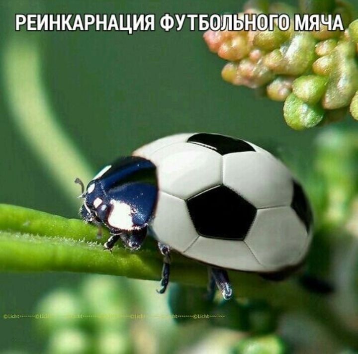 ЙЬ РЕИНКАРНАЦИЯ ФУТБ шмянм с