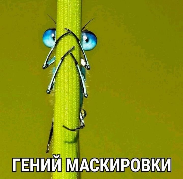 ГЕНИЙ мАскировки
