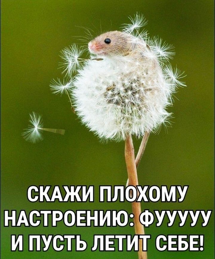 СКАЖИ плохому ндстювниюіфууууу и пусть пвтид СЕБЕ