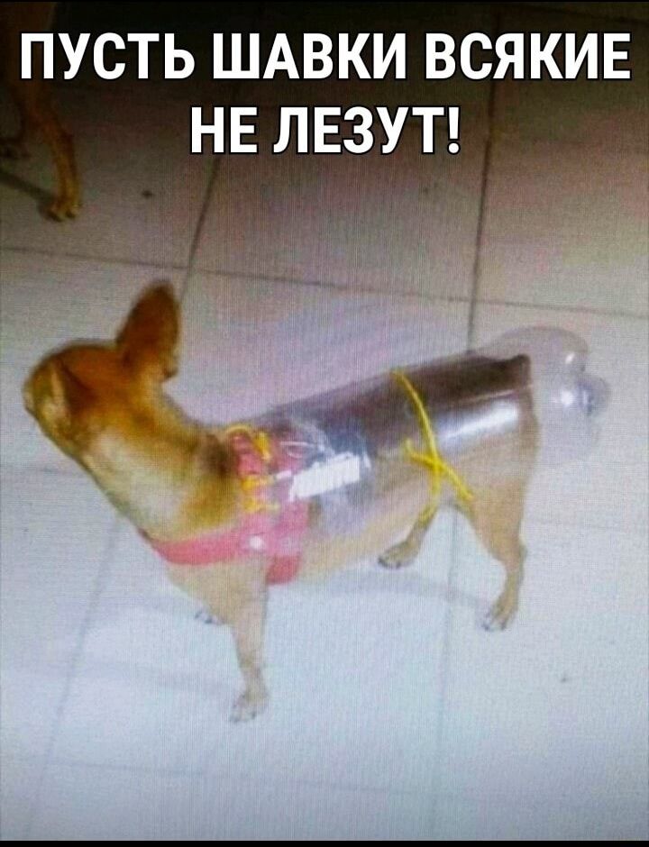 пусть ШАВКИ всякие НЕ ЛЕЗУТ