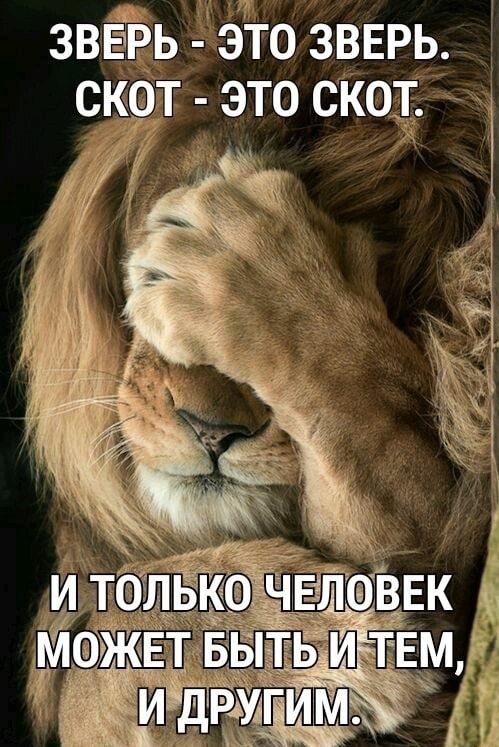ЗВЕРЬ ЭТо ЗВЕРЬ скот это скот