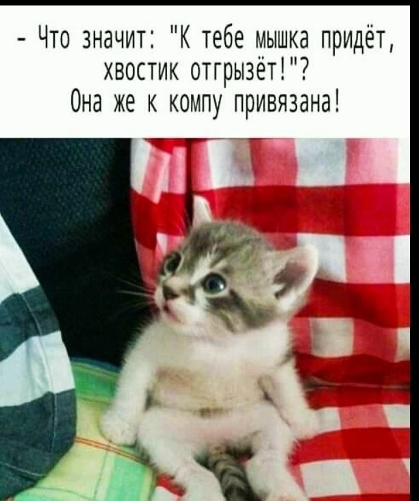 Что значит К тебе мышка придёт хвостик отгрызет1 Она же к компу привязана _Т _