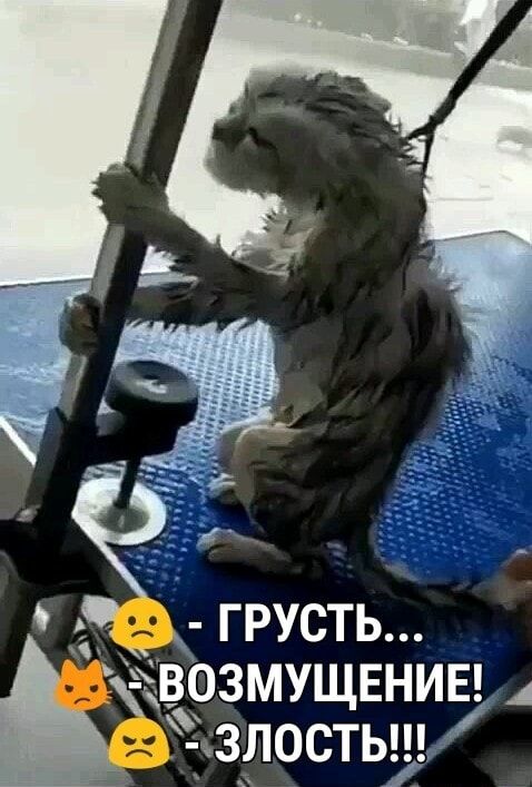 ГРУСТЬ возмущвнив злосТЬ