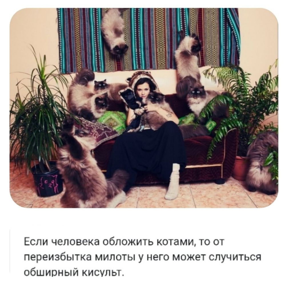 Если человека обложить котами то от переизбытка милоты у него может случиться обширный кисупьт