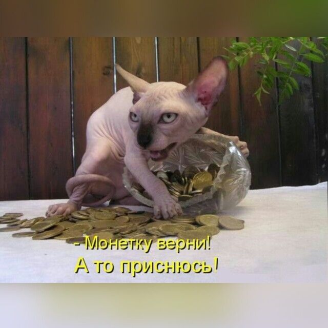 дт Т А то ириса шыш1