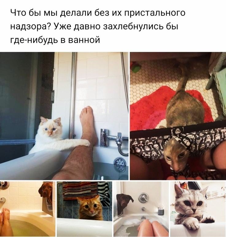 Что бы мы делали без их пристального надзора Уже давно захлебнулись бы гденибудь в ванной