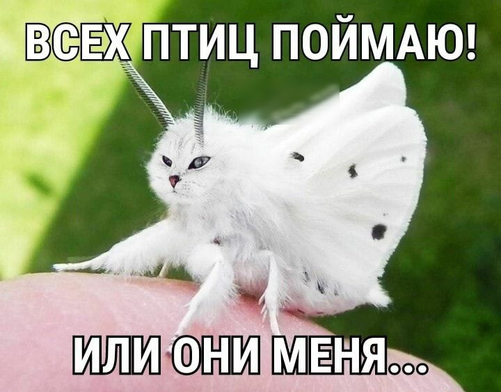 птиц ПОЙМАЮ