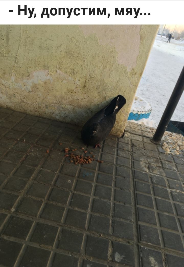 Ну допустим мяу