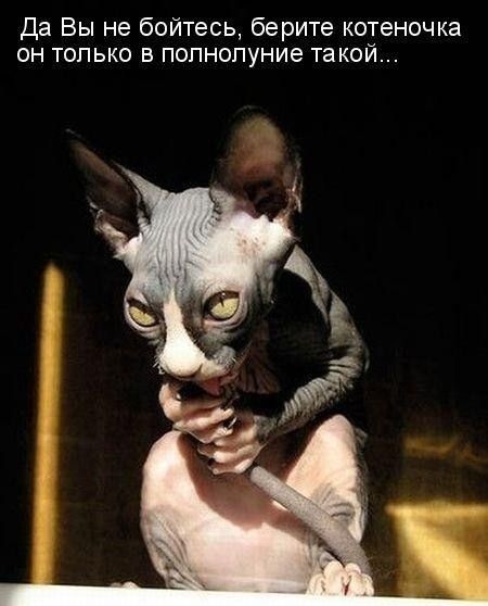 Да Вы не бойтесь берите котеночка он только в полнолуние такой
