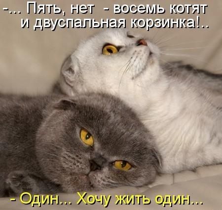 Пять нэт восемь котят и дзуспапьнал картинка Аочу жить один г
