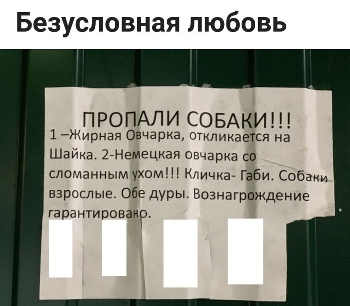 Безусловная любовь ПРОПАЛИ СОБАКИ 1 Жирная Овчарка откликается на Шайка 2 Немецкая овчарка со сломанным ухом Кличка Габи Собаки взрослые Обе дуры Вознаграждение гарантирован