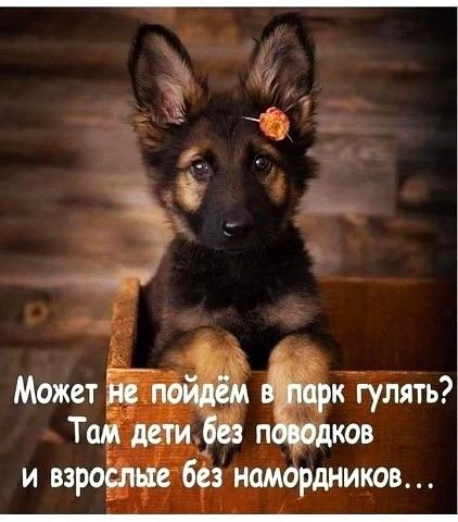 3 Может Живёт к гулять Там дети Ё п дков и проще без намордников