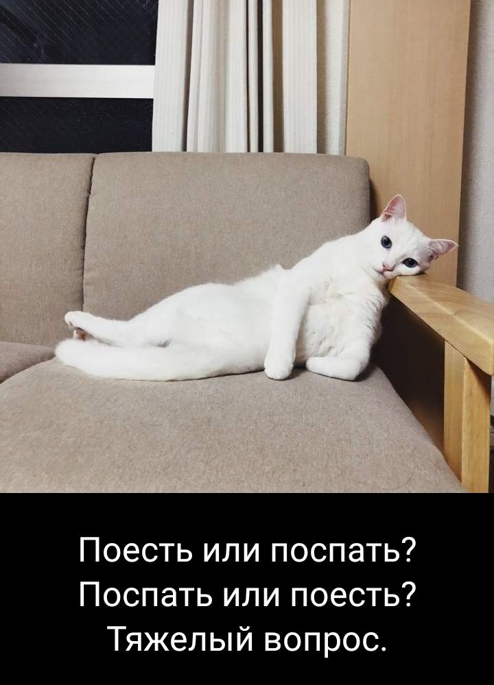 Поесть или поспать Поспать или поесть Тяжелый вопрос