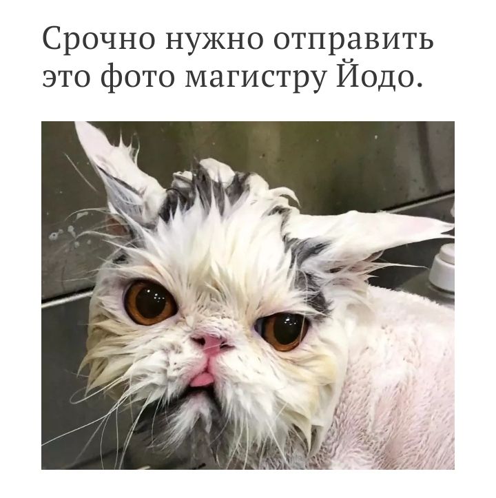 Срочно нужно отправить это фото магистру Иодо