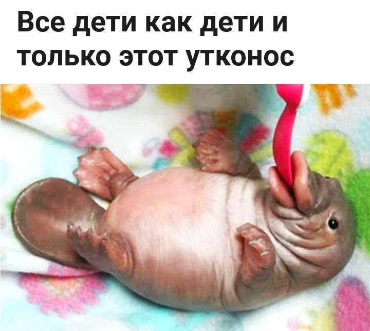 Все дети как дети и только этот утконос