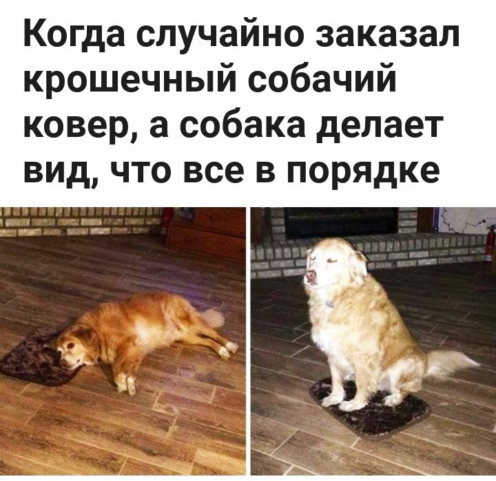 Когда случайно заказал крошечный собачий ковер а собака делает ВИД ЧТО все В порядке
