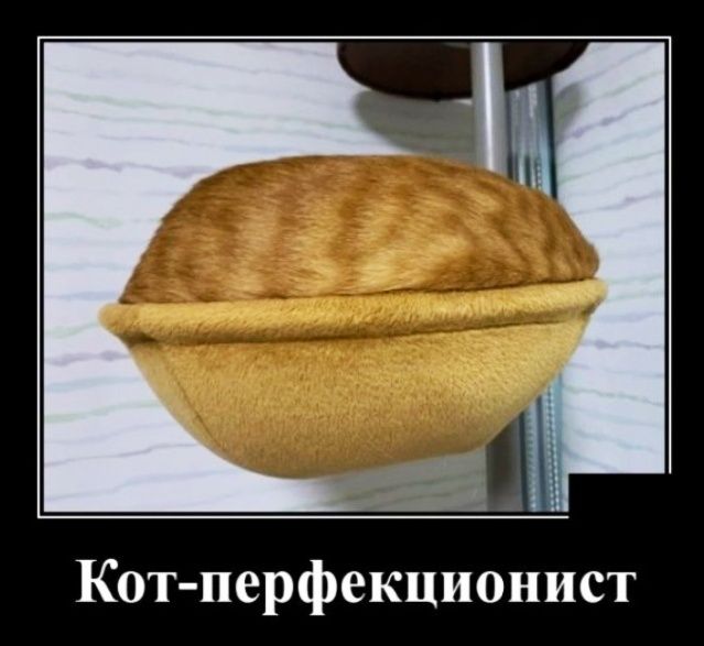 Кот перфекционист