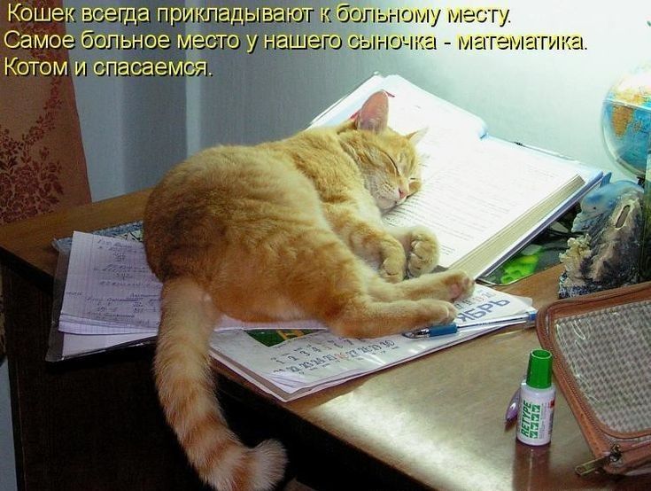 Кошек всегда пртшадыва больному М Самое больное сто у н Котом и спасаем