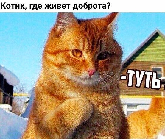Котик где живет доброта