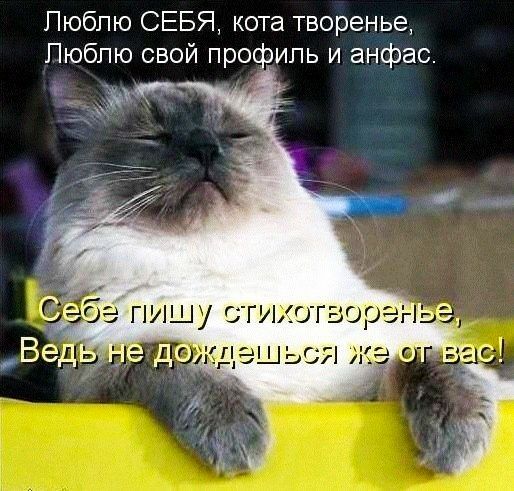 Пюбпю СЕБЯ кота творенье Пюбпю свой профиль и анфас
