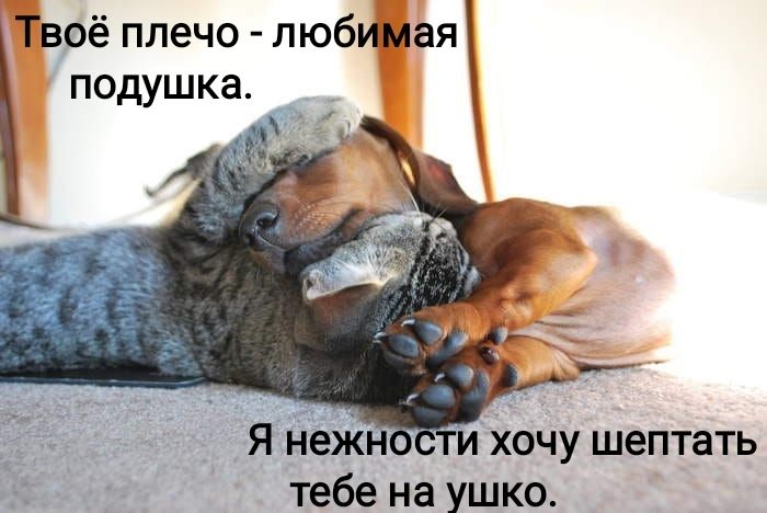 Твоё плечо любимая подушка хочу шептать тебе на ушко