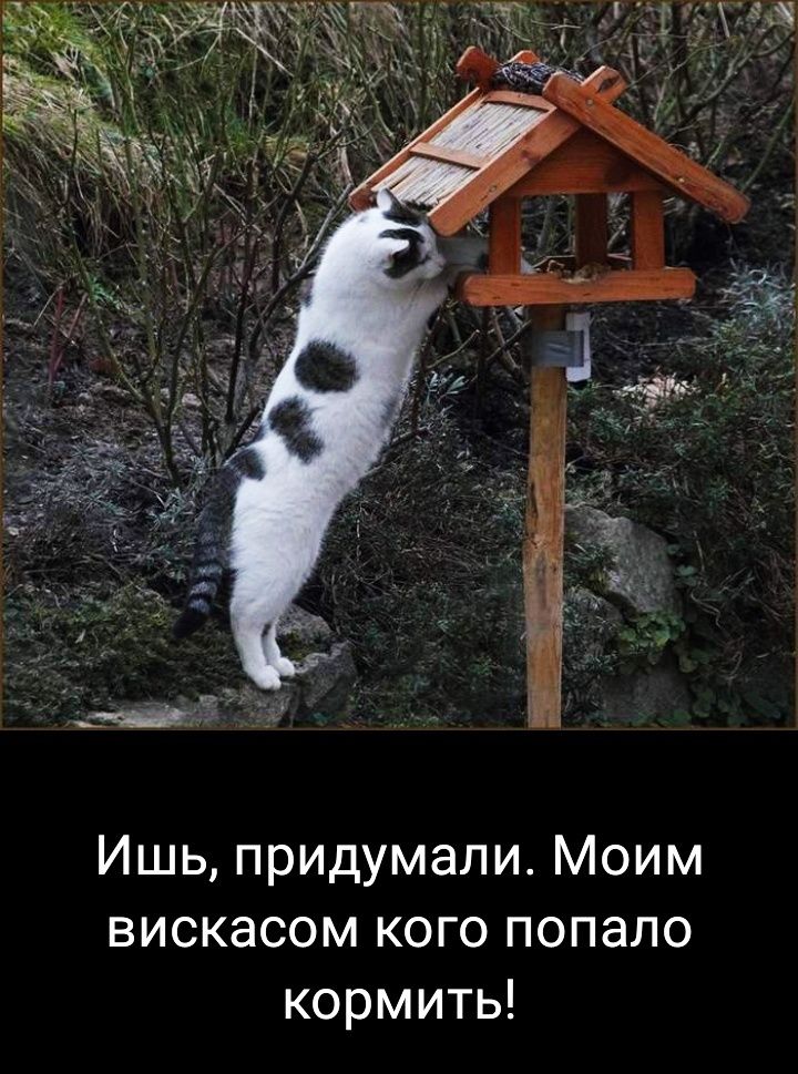 Ишь придумали Моим вискасом кого попало кормить