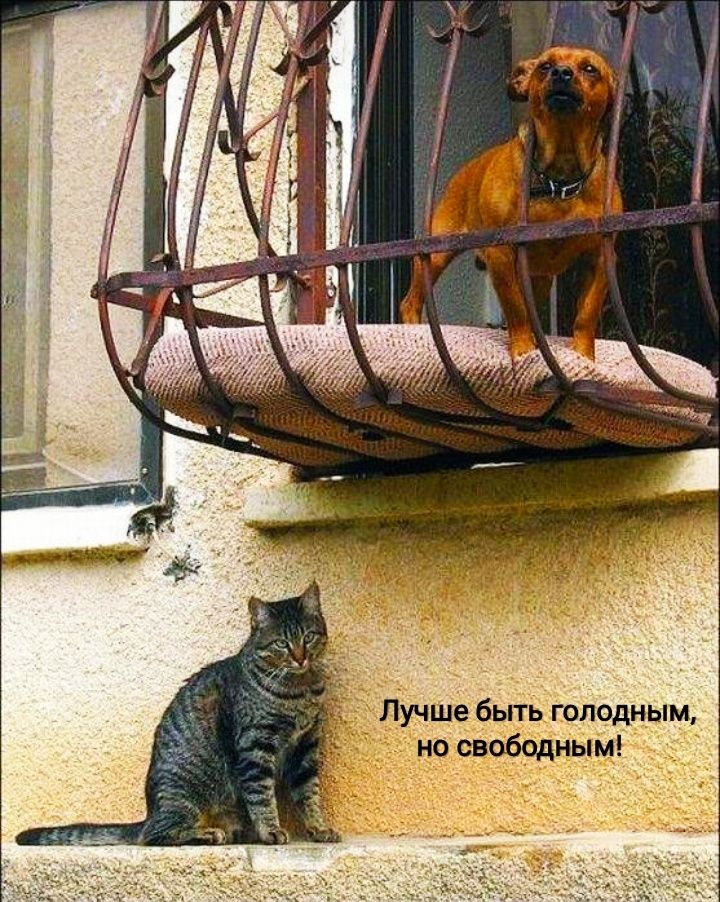 Лучше быть голодным но свободным