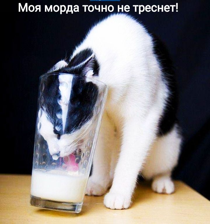 Моя морда точно не треснет