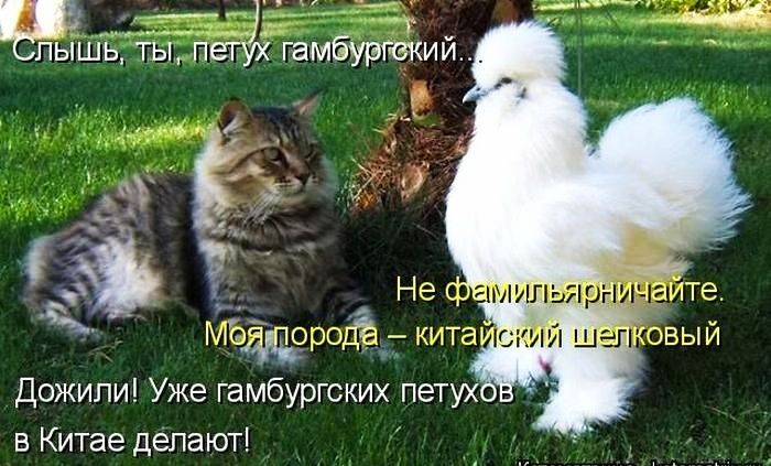 ПЫШЬ ТЫ в Китае делают