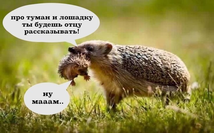 про туман и лошадку ты будешь отцу рассказывать