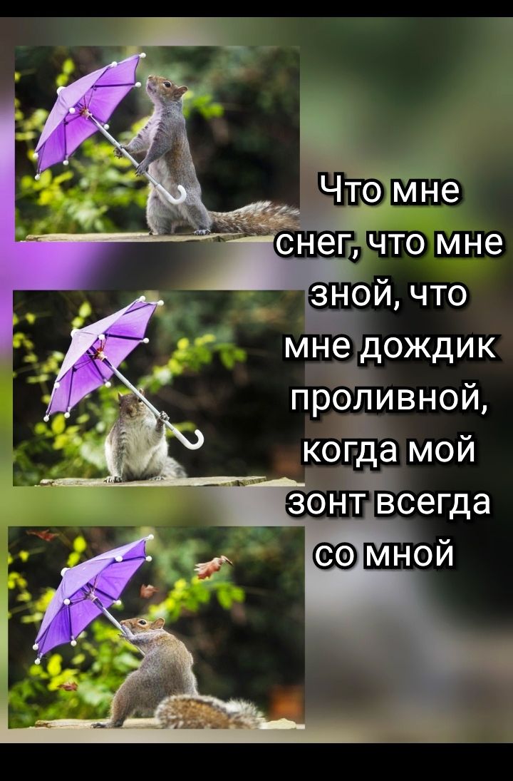 снеп что мне оной что мне дождик проливной когда мой зонтдвсегда