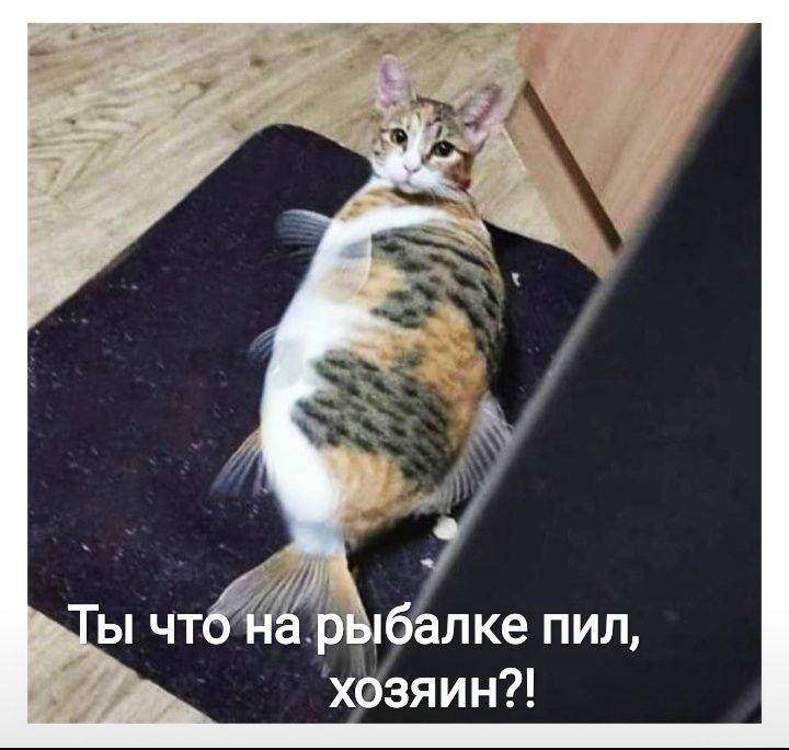 Цбалке пил хозяин