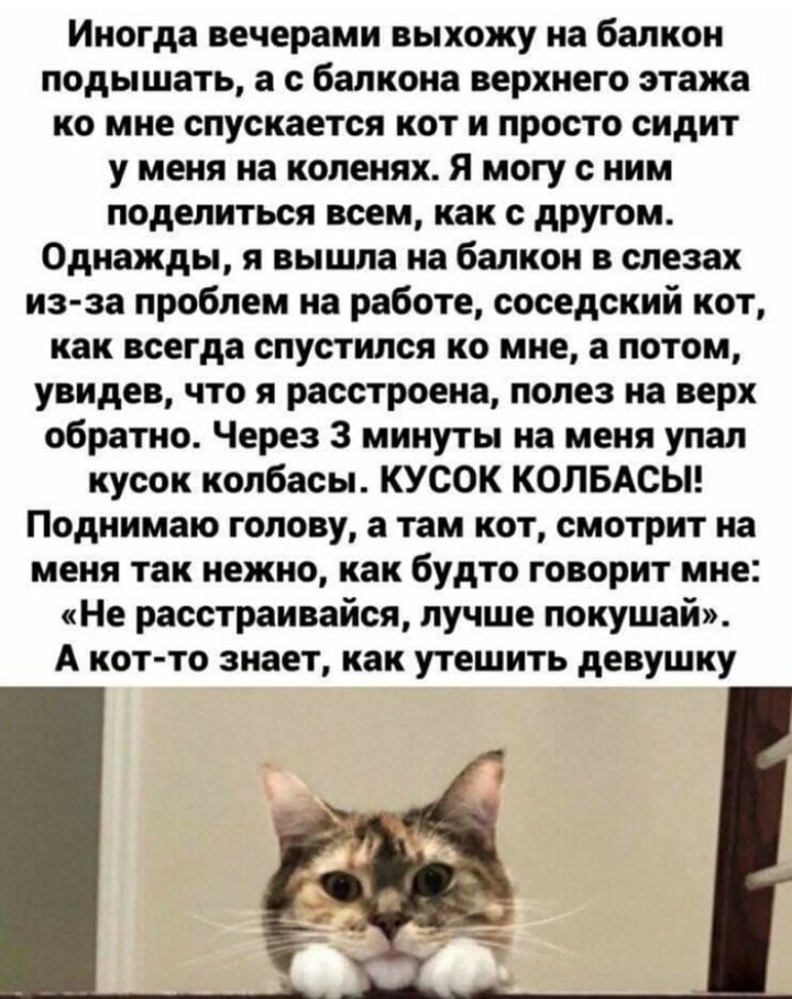 Иногда вечерами выхожу на балкон подышать а с балкона верхнего этажа ко мне спускается кот и просто сидит у меня на коленях Я могу с ним поделиться всем как с другом Однажды я вышла на балкон в слезах из за проблем на работе соседский кот как всегда спустился ко мне а потом увидев что я расстроена полез на верх обратно Через 3 минуты на меня упал кусок колбасы КУСОК КОЛБАСЫ Поднимаю голову а там к
