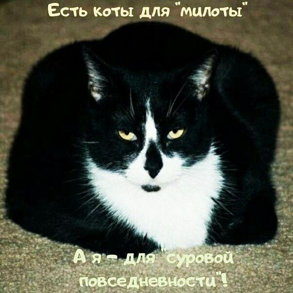 Есть Коты для мило гы