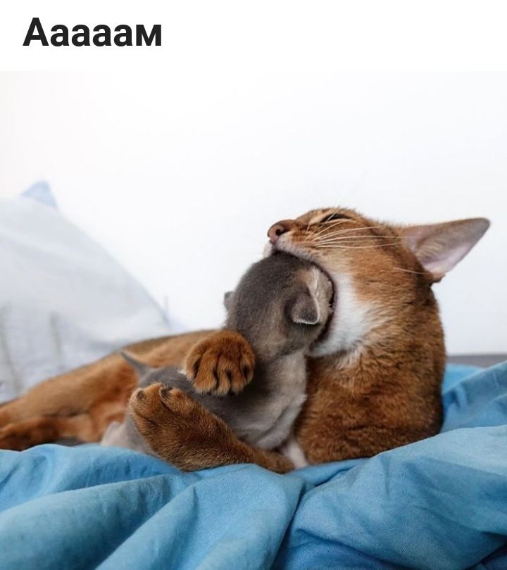 Ааааам