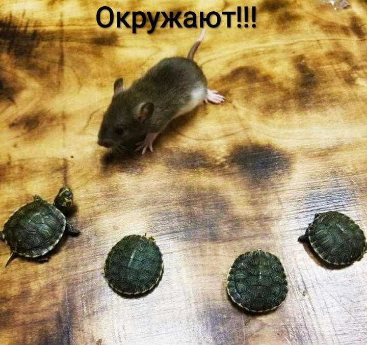 ч о ___кружают