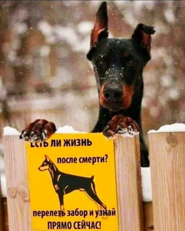 шь ПИ ЖИЗНЬ поте мерти перелив забор и уз й ПРЯМО СЕЙЧАС